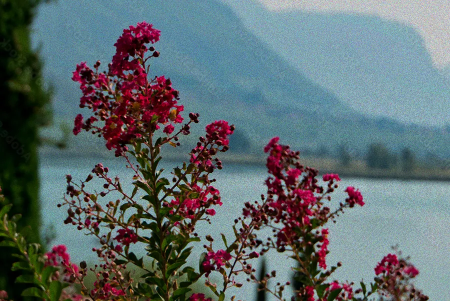 strauch mit kugelförmigen blüten
