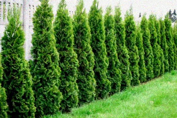 Herbstliche Düngung einer Thuja