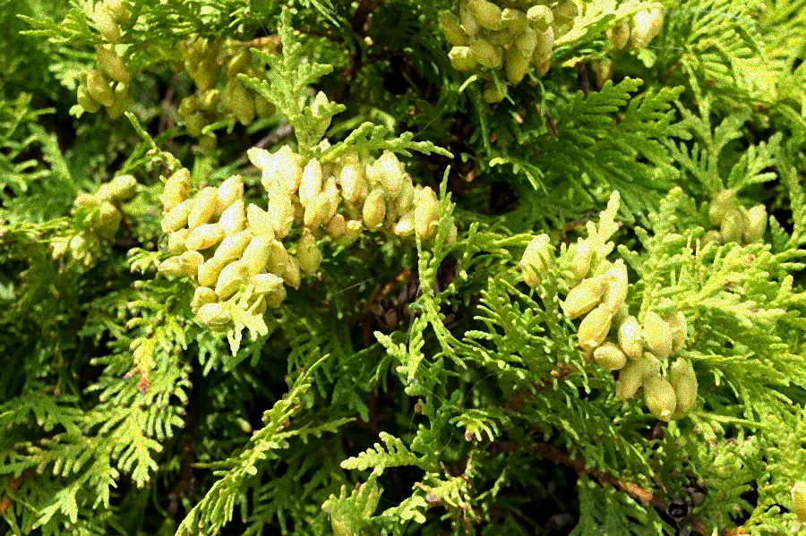 Herbstpflege einer Thuja Smaragd