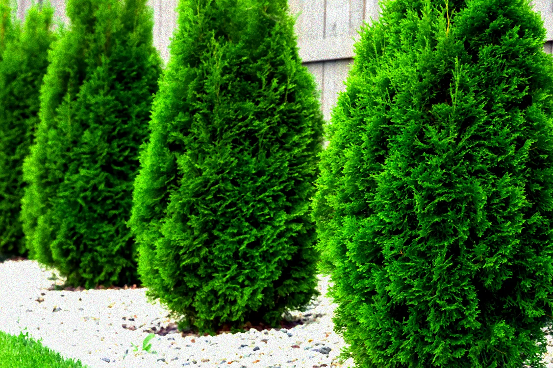 Nährstoffe für Thuja Smaragd