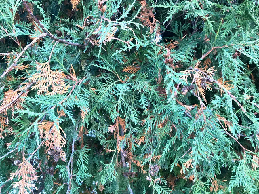 Thuja Smaragd im Herbst