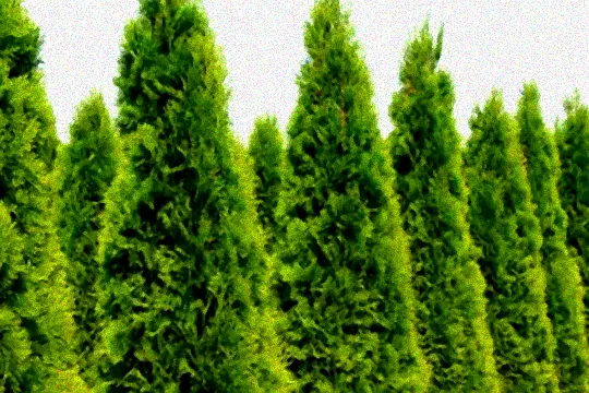 Thuja Smaragd mit Herbstlaub