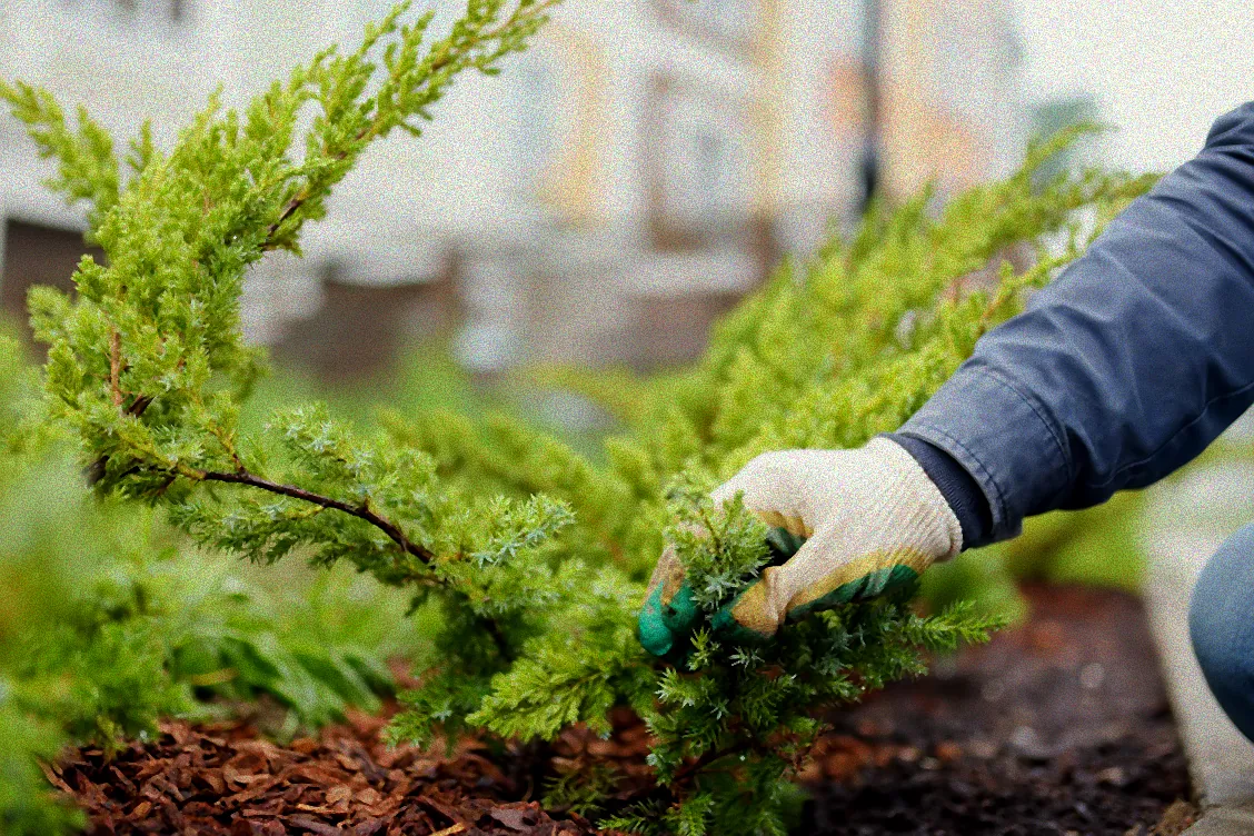 thuja smaragd düngen herbst