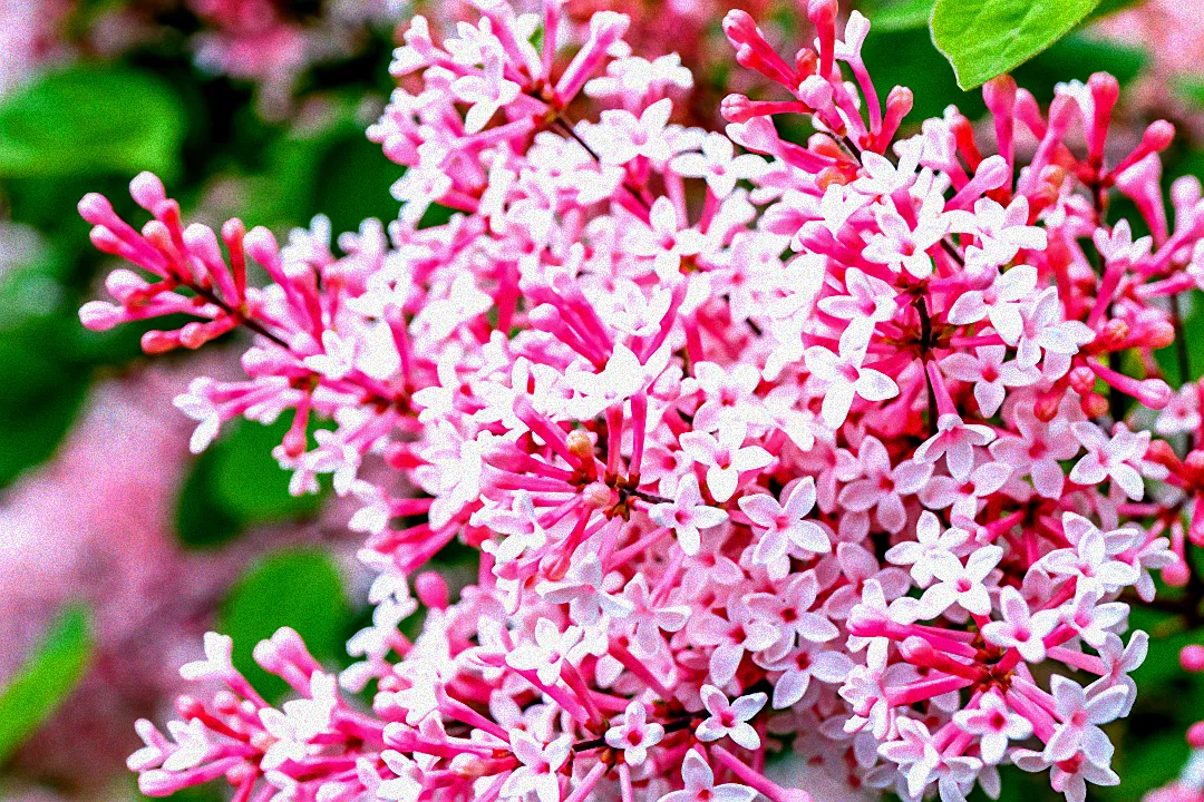 Frostige Blühpflanze im Garten
