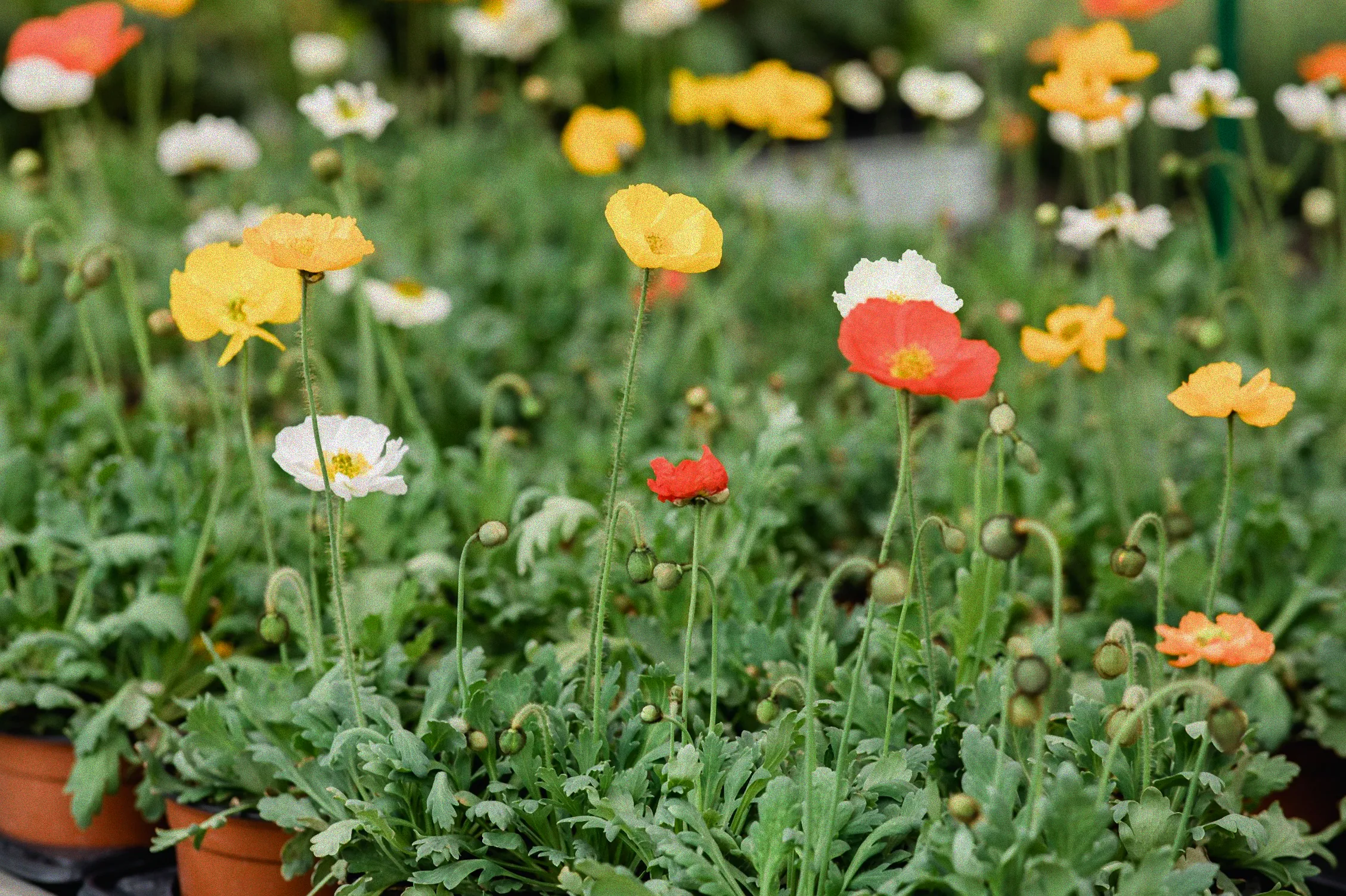 Blühgehölz im Winter