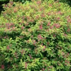 Blühpflanze bei Frost