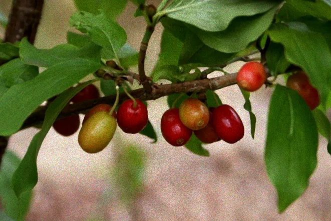 Blütenstrauch im Winter