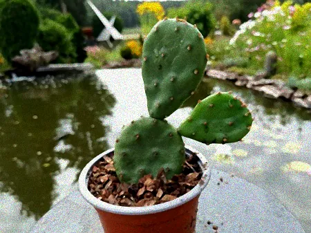 Blühgehölz mit Frost