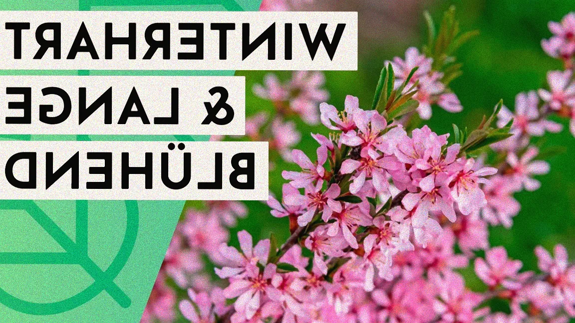 winterharter blühstrauch