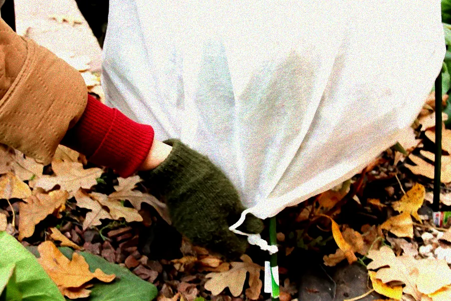 Winterfeste Kübelpflanzen im Garten