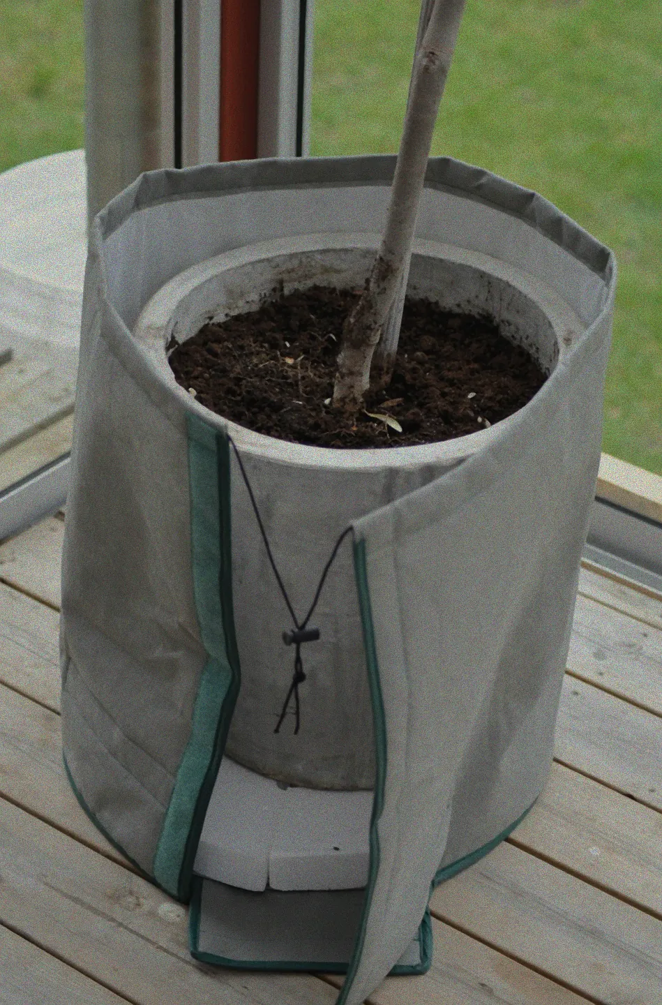 Geschützte Kübelpflanzen im Winter