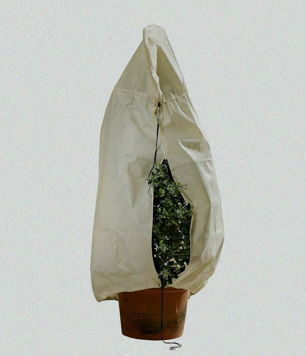 Kältegeschützte Kübelpflanzen