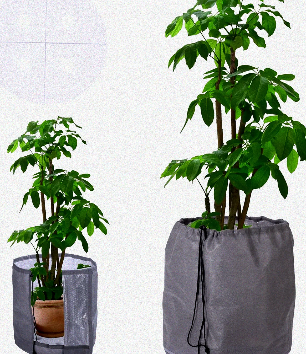 Winterharte Pflanzen in Kübeln