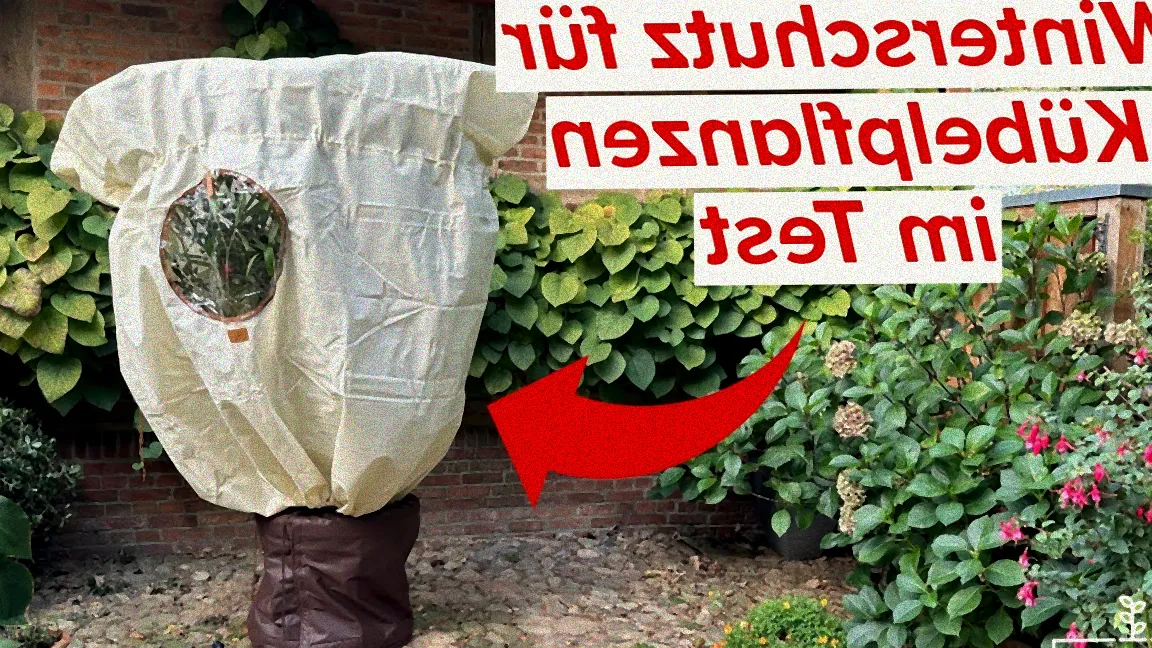 winterschutz für kübel