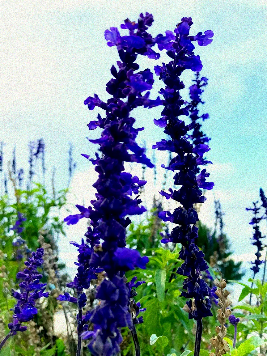 Bunter Ziersalbei im Sommer