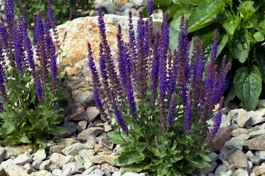 Ziersalbei mit roten Blüten