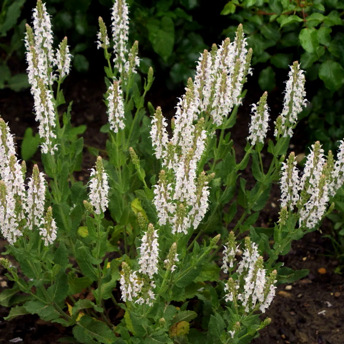 Frostresistenter Ziersalbei im Schnee