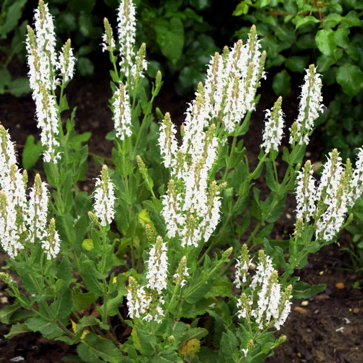 Pflanzung von Ziersalbei im Beet