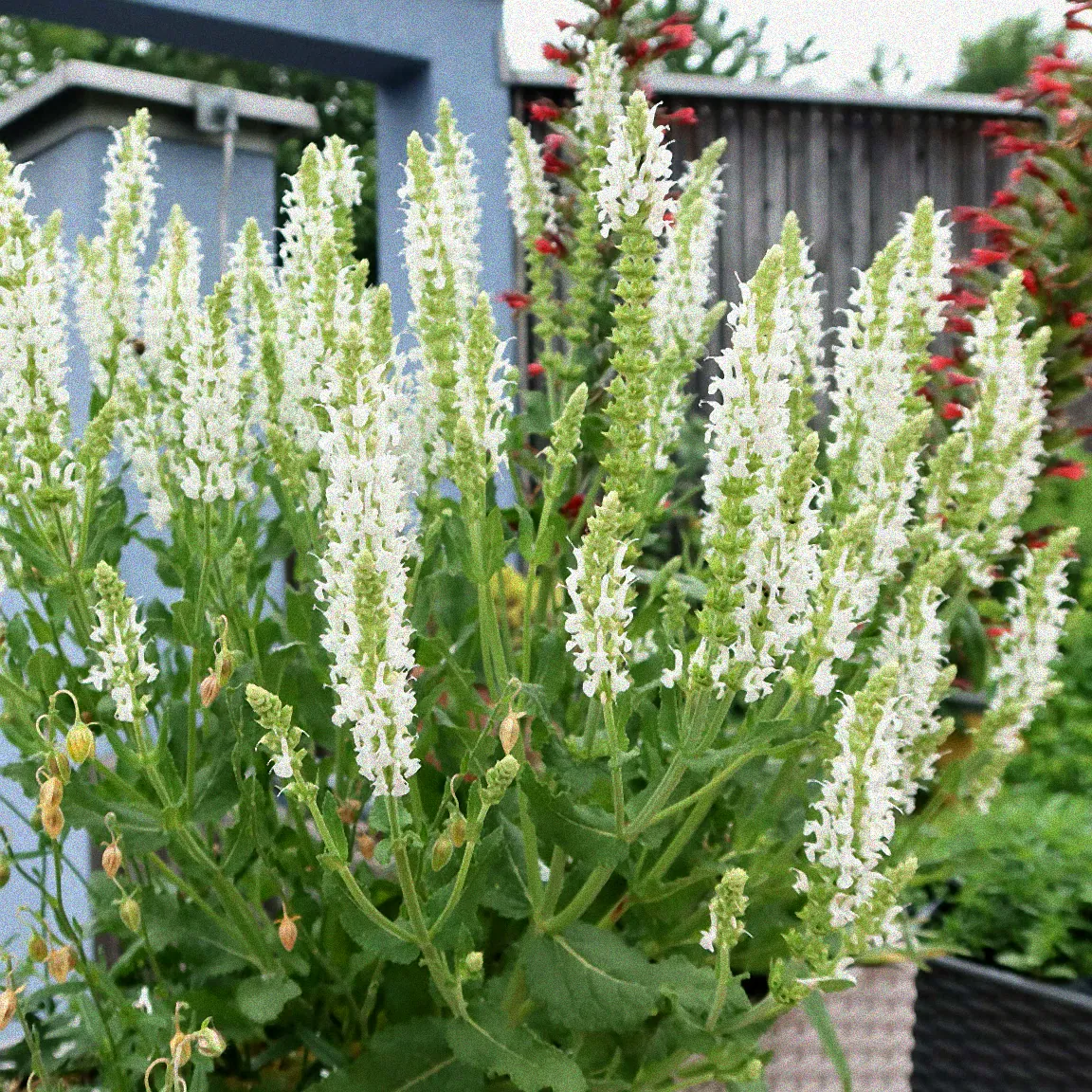 Gepflegter Ziersalbei im Garten