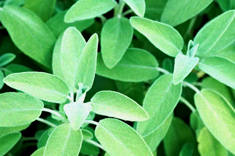 Verschiedene Ziersalbei Sorten