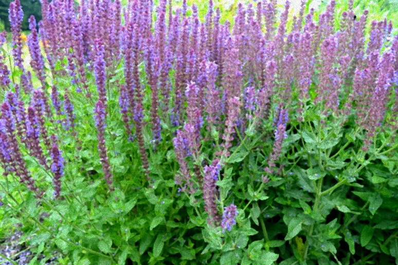 Blühender Ziersalbei im Garten