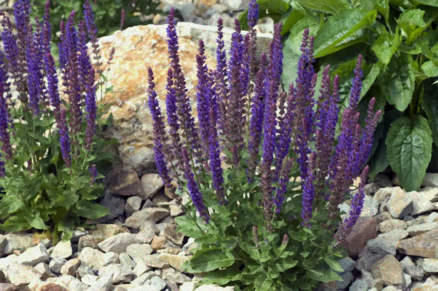 ziersalbei mehrjährig