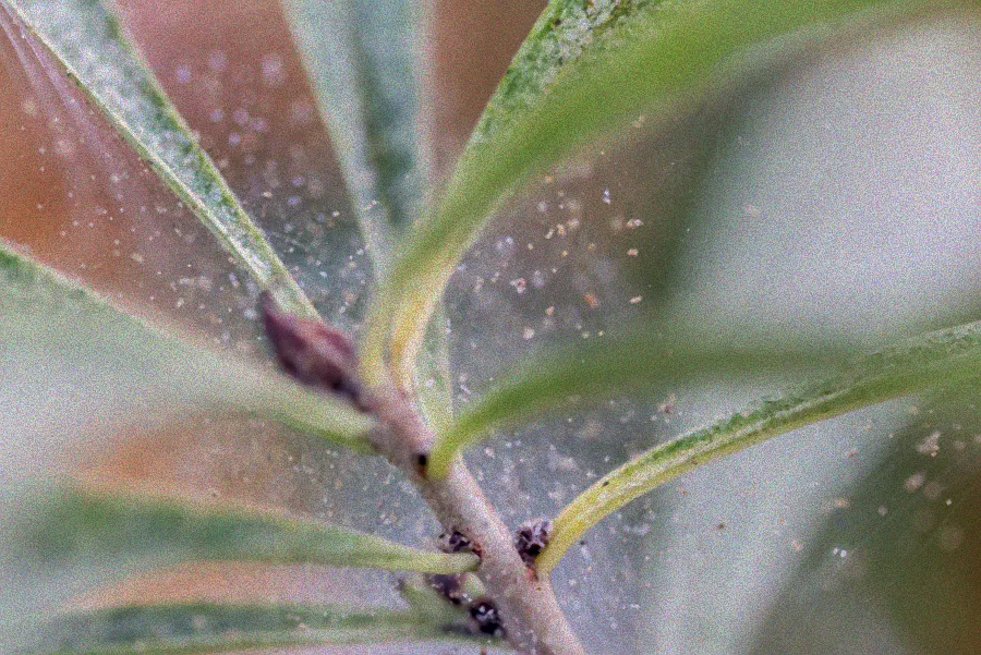 Befallene Pflanze mit Spinnmilben