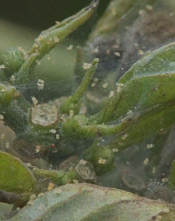 Spinnmilben auf grünem Blatt