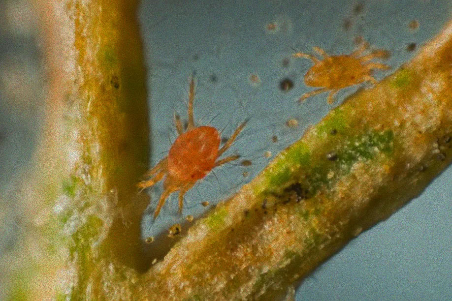 Verschiedene Schädlinge an Zimmerpflanzen