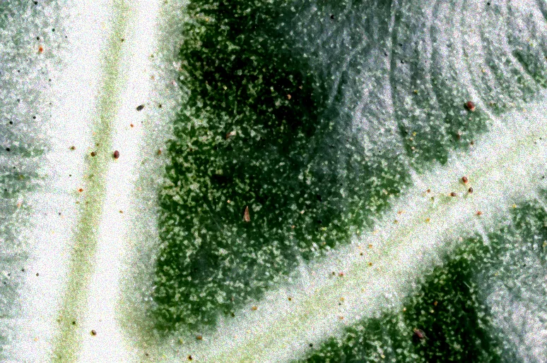 Spinnmilben auf Pflanzenblatt