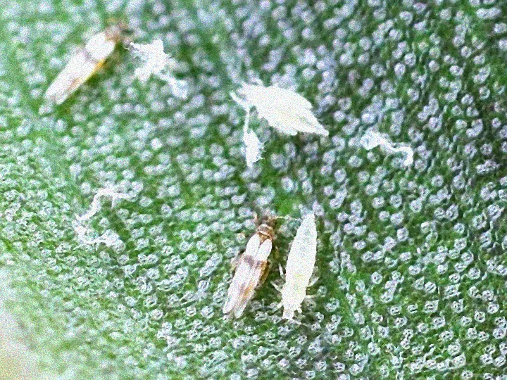 Hausmittel gegen Spinnmilben