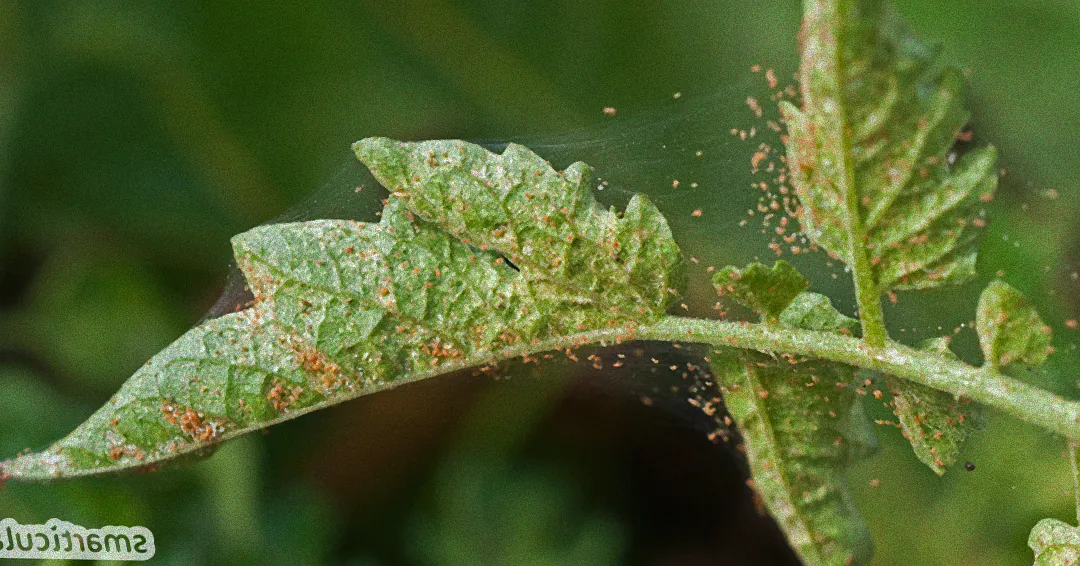 Gesunde Zimmerpflanze ohne Schädlinge