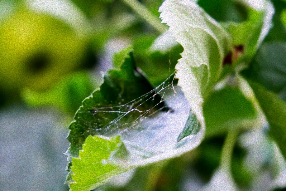 Pflanzenschutzmittel gegen Spinnmilben