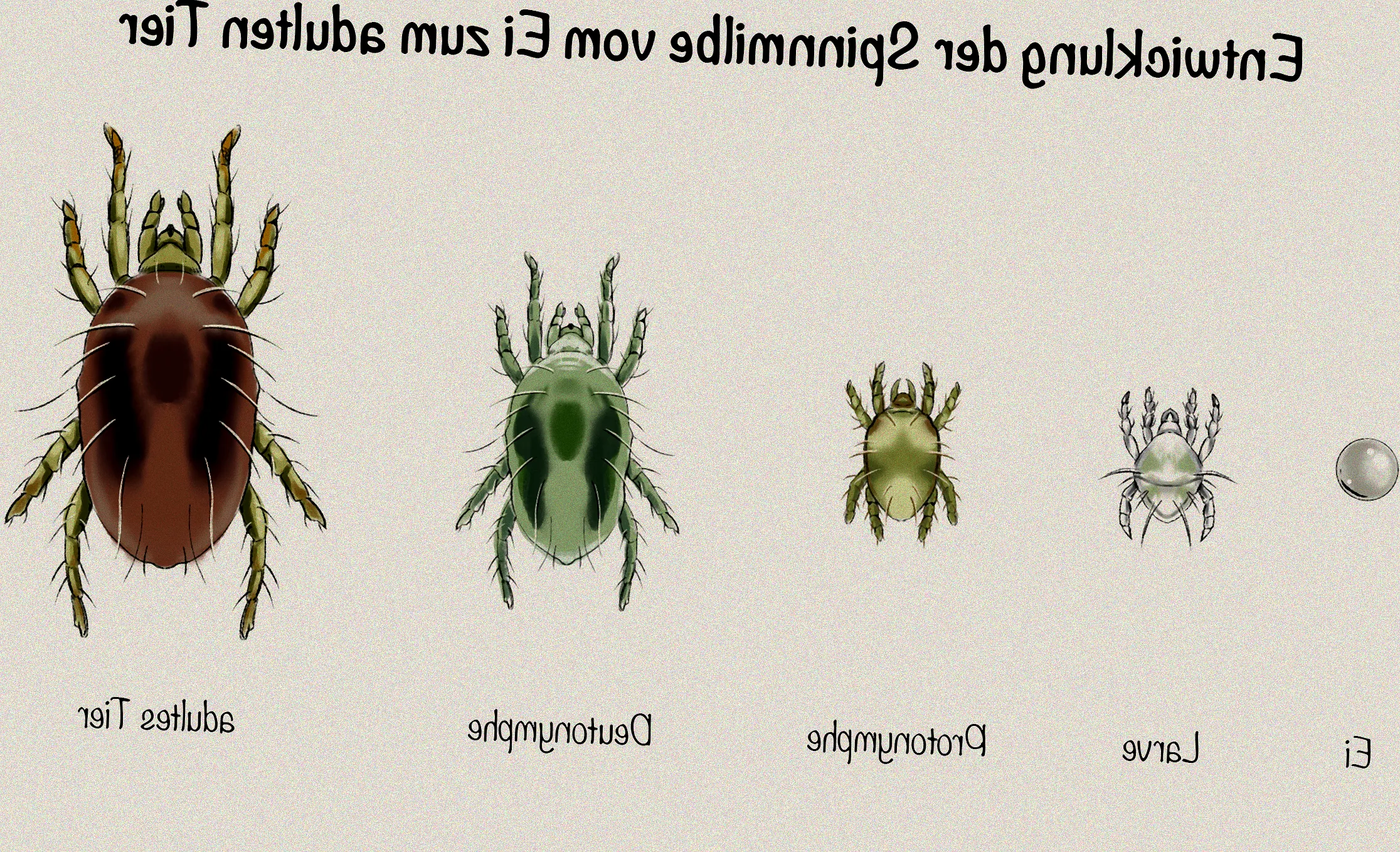 zimmerpflanzen schädlinge spinnmilben